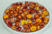 35 Strawflower Heads - SMALL Orange