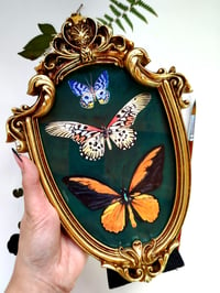 Image 6 of Three Butterflies Medium Vintage Frame