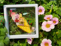 Image 2 of [brooch]Living Gelato - Embroidery brooch with 4 mini prints set