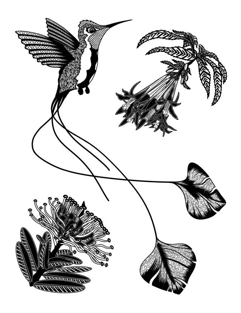 Image of Marvelous Spatuletail (white)