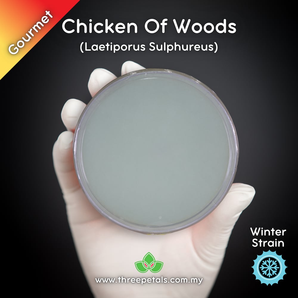 Chicken Of The Woods (Laetiporus Sulphureus) Live Mycelium Mushroom Culture Spawn Seed