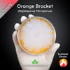 Orange Bracket (Rigidoporus Microporus) Live Mycelium Mushroom Culture Spawn Seed