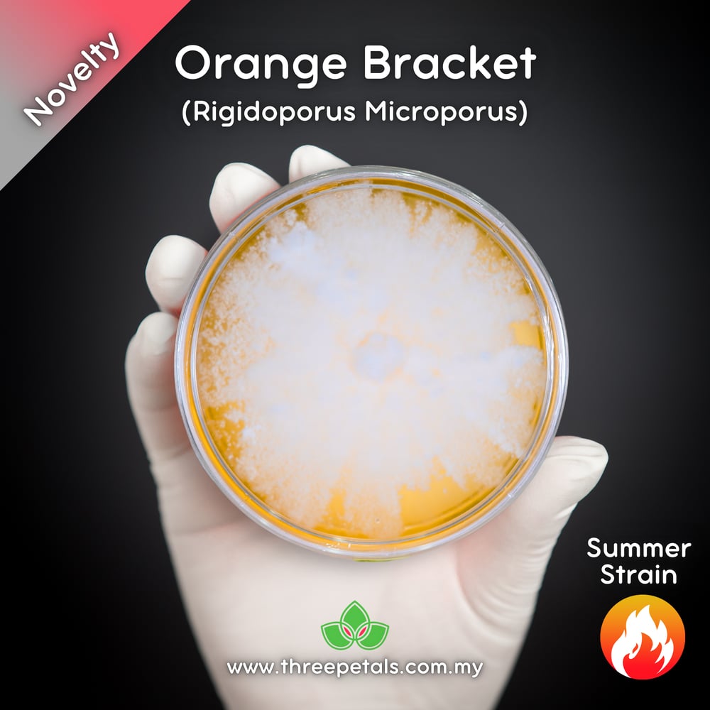 Orange Bracket (Rigidoporus Microporus) Live Mycelium Mushroom Culture Spawn Seed