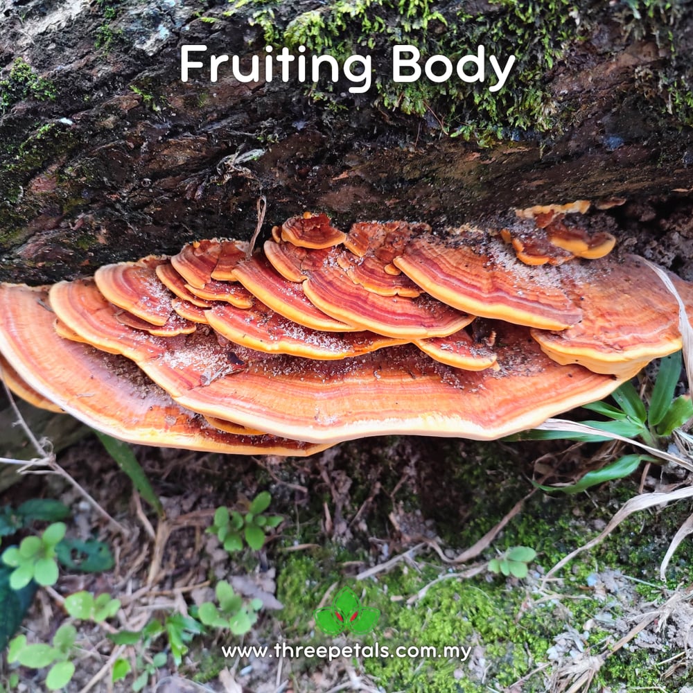 Orange Bracket (Rigidoporus Microporus) Live Mycelium Mushroom Culture Spawn Seed