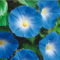 Image 1 of Morning Glory Heavenly Blue ( Ipomea Tricolor ) 1 L Container