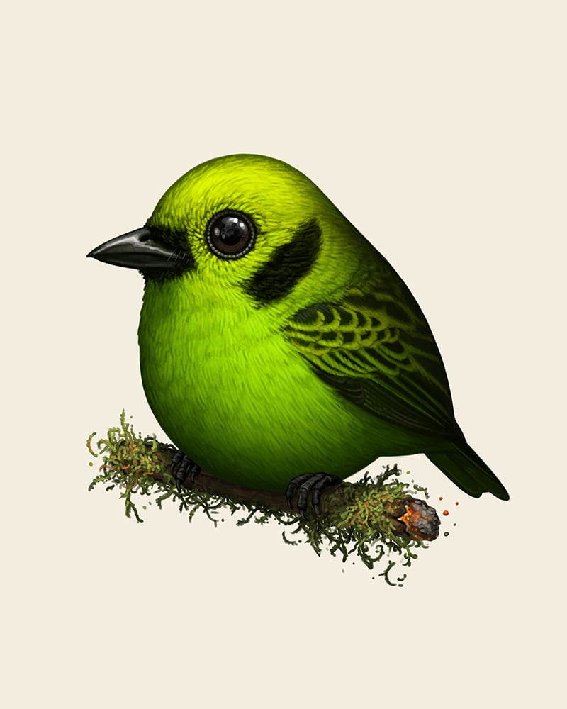 Image of Emerald Tanager