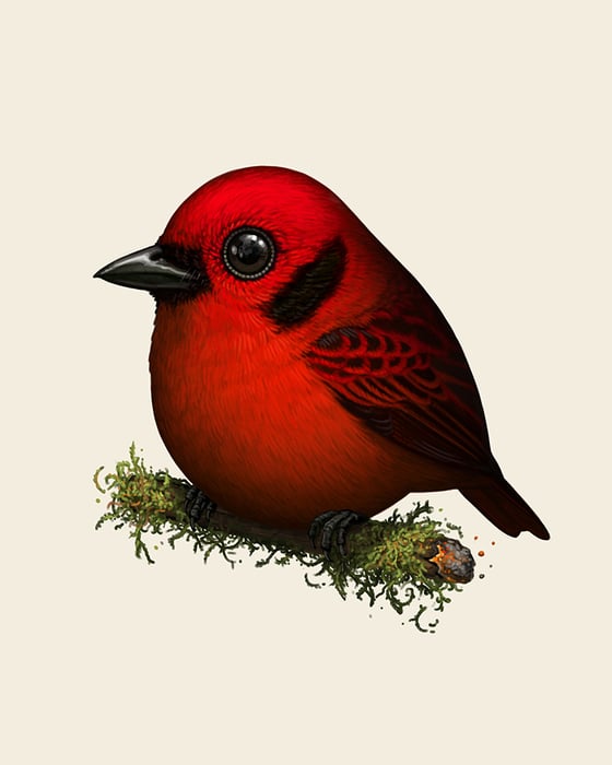 Image of Emerald Tanager (Ruby Variant)