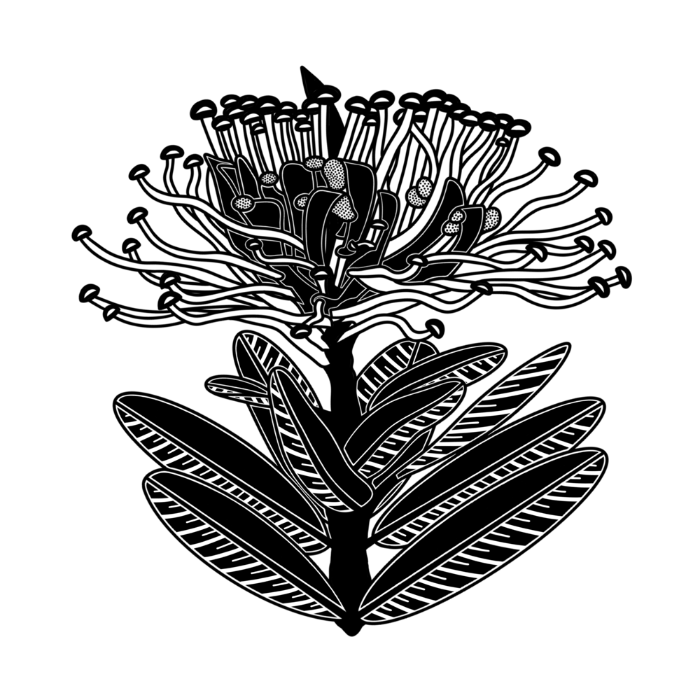 Image of Oreocallis Grandiflora (white)