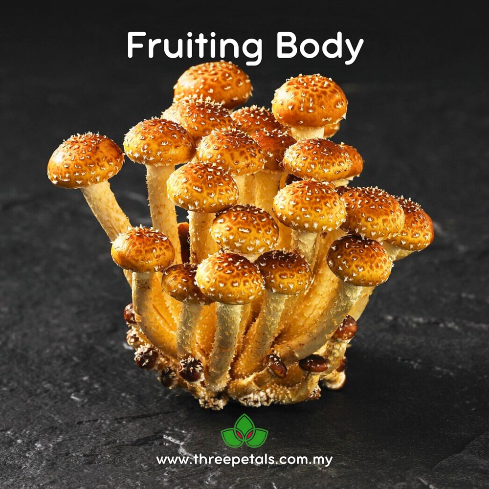 Chestnut (Pholiota Adiposa) Live Mycelium Mushroom Culture Spawn Seed