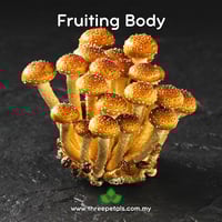 Image 2 of Chestnut (Pholiota Adiposa) Live Mycelium Mushroom Culture Spawn Seed