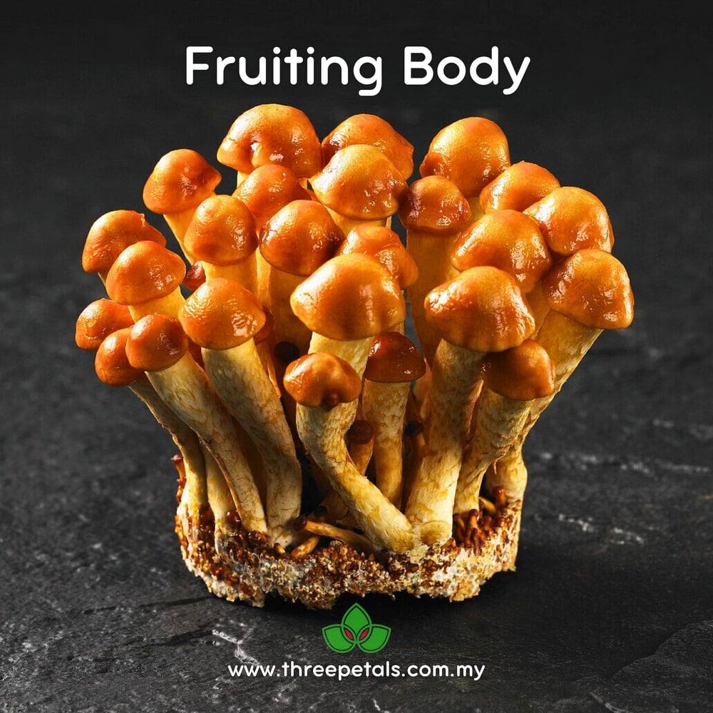 Nameko (Pholiota Microspora) Live Mycelium Mushroom Culture Spawn Seed