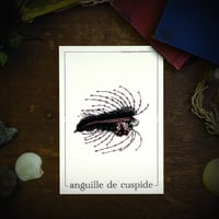 Image 2 of LARVE D'ANGUILLE DE CUSPIDE