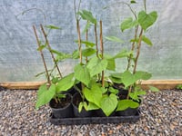 Image 2 of Morning Glory Heavenly Blue ( Ipomea Tricolor ) 1 L Container