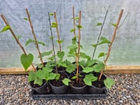 Image 2 of Morning Glory African Dream /White Moonflower ( Ipomoea Alba ) 2 L Container 
