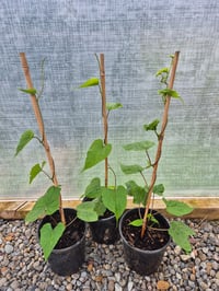 Image 3 of Morning Glory African Dream /White Moonflower ( Ipomoea Alba ) 2 L Container 