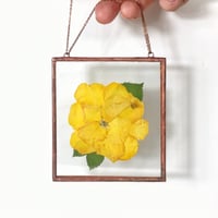 Image 1 of Golden Radiance Square