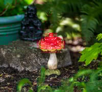 Image 4 of Enchanted Toadstool