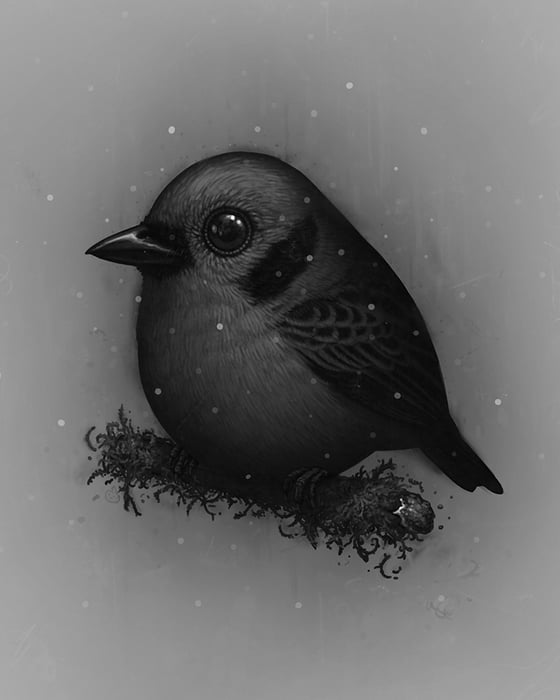 Image of Emerald Tanager (Coal Variant)