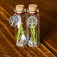 Image 2 of Tree of Life - Message in a Bottle