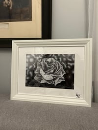 Image 5 of White Rose  ~ Fine Art Print