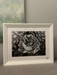 Image 2 of White Rose  ~ Fine Art Print