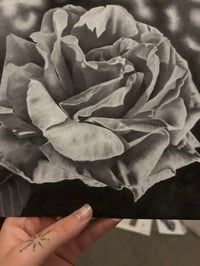 Image 3 of White Rose  ~ Fine Art Print