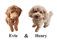 Image 9 of Digital pet portraits (full body)