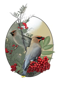 Image of Waxwing & Mountain Ash