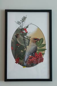 Image of Waxwing & Mountain Ash