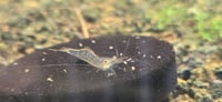Image 1 of Red Nose Pinocchio Shrimp