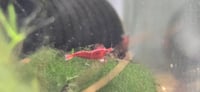 Image 1 of  Low Quality Bloody Mary Neocaridina 