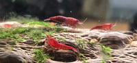 Image 2 of  Low Quality Bloody Mary Neocaridina 