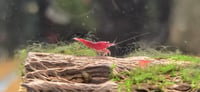 Image 3 of  Low Quality Bloody Mary Neocaridina 