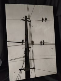 Image 2 of Birds on Telephone Wires
