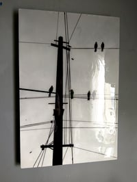 Image 1 of Birds on Telephone Wires
