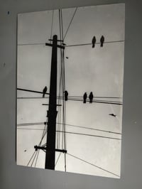 Image 3 of Birds on Telephone Wires