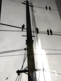 Image 4 of Birds on Telephone Wires
