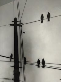 Image 5 of Birds on Telephone Wires