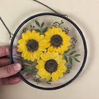 Image 3 of Golden Sunflower 