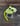 Neon Yellow D-Rat