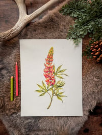 Original Lupine Illustration