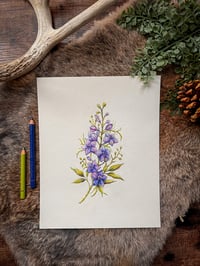 Image 1 of Original Larkspur Illustration