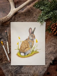 Image 1 of Original Mountain Cottontail Illustration