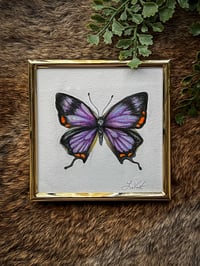 Original Framed Purple Hairstreak Illustration