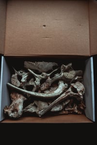 Image 2 of Misc Bone Box