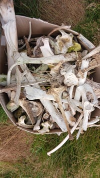 Image 3 of Misc Bone Box