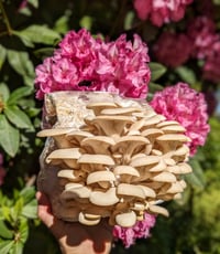 Image 1 of Gourmet Branched Oyster Mushroom Grow Kit