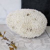 Image 5 of Vintage Coral Specimen