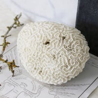 Image 4 of Vintage Coral Specimen