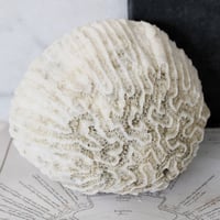 Image 3 of Vintage Coral Specimen